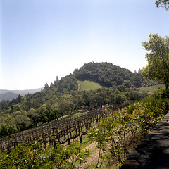 Hilltop Vineyard