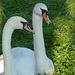 Double headed Swan