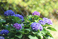 Lavender / Purple  Hydrangeas