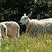 Sheep at the Rusty Bucket Ranch
