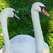 Double Headed Swan