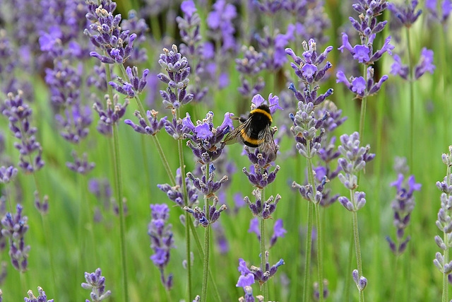 Lavendel mit Besucher