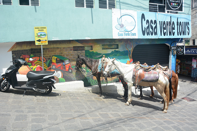 Guatemala, Casa Verde Tours for Horseback riding around the Lake of Atitlan