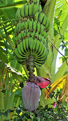 A banana tree just at the bottom of the garden
