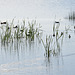 Birds and Reeds