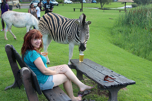 A Zebra Tries to Steal My Beer!