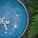 blue bowl with fern