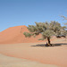 Namibia, At the Dune No45 in the  Sossusvlei National Park