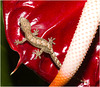 IMG 9605 Lizard