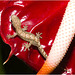 IMG 9605 Lizard