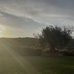 Last sunrays and the old olivetree.