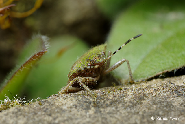 Dolycoris baccarum (Hairy Shieldbug)