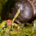 Tiny Bug (3-4mm)