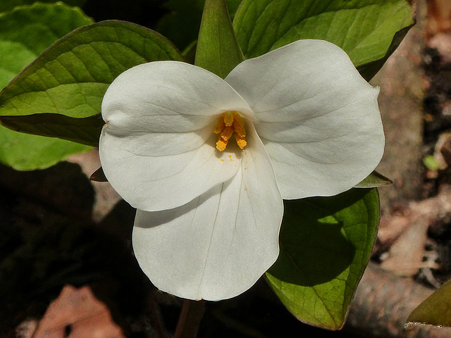 Day 2, yes, another Trillium, Rondeau PP