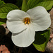 Day 2, yes, another Trillium, Rondeau PP
