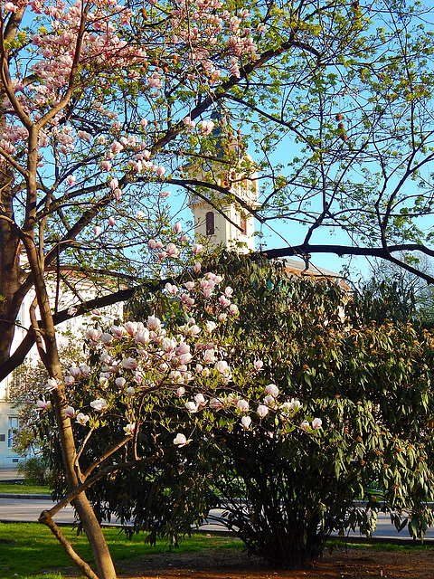Szeged, Magnolia virágzás