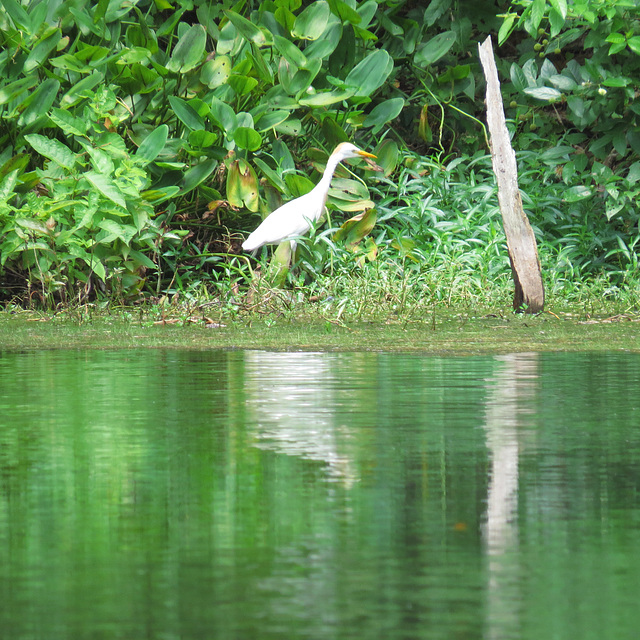 Cattle egret by the pond