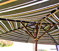 Under the Sun Umbrella.