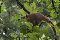 Nasenbär im Baum (Hagenbeck)