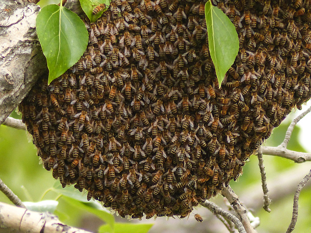 Bees, bees, and more bees