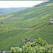 Bernkastel-Kues (D/Rhénanie-Palatinat/Rheinland-Pfalz).  9 septembre 2010. Les vignobles de la vallée de la Moselle.