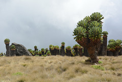 Dendrosenecio Kilimanjari