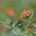 Scarlet pimpernel ~ Rood guichelheil (Anagallis arvensis subsp. arvensis)...