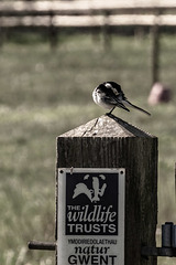 Wagtail Gets ready to Welcome Guests