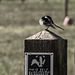 Wagtail Gets ready to Welcome Guests