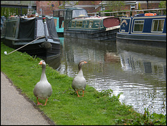 canalside geese