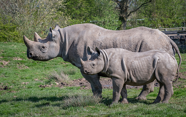 Rhino and its young2