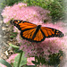A Monarch in my Garden!