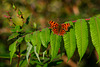 Comma Butterfly in October