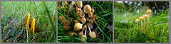 Fungi in the churchyard