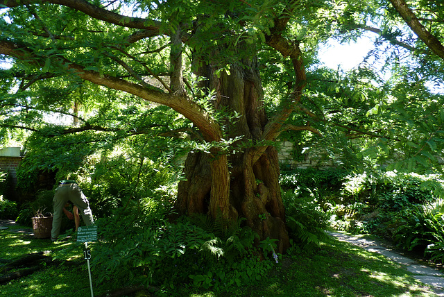 Métaséquoia de Chine - Jardin des Plantes