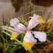 Iris...............Je vous souhaite un joli printemps à tous ❤️