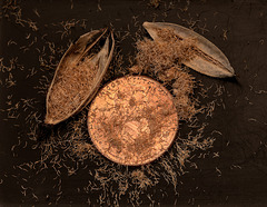 Aplectrum hyemale (Puttyroot orchid, Adam-and-Eve orchid) seeds