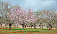 arbres de ametllers - Mandelbäume  (© Buelipix)
