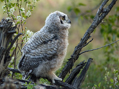 A bewildering world for a fallen owlet