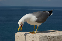 Timmy Seagull