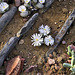 Aizoceae Lithops marmorata – Desert House, Princess of Wales Conservatory, Kew Gardens, Richmond upon Thames, London, England