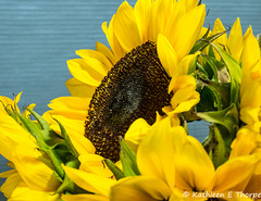 Sunflowers macro 090816-001