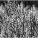 Grass in black and white