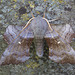 Laothoe populi (Poplar Hawk Moth)