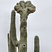 Crested Saguaro Cactus – Desert Botanical Garden, Papago Park, Phoenix, Arizona
