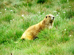 Olympic marmot (Marmota olympus) - Olympic National Park