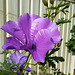 big and purple family Malvaceae