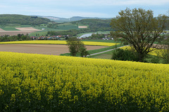 Blick auf Rapsfelder über der Weser bei Hehlen