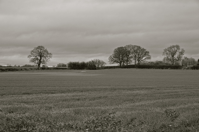 Staffordshire fields