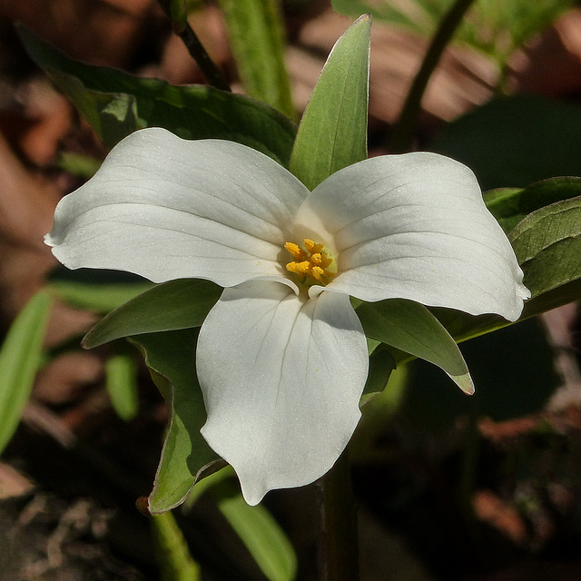 Day 2, a more typical Trillium, Rondeau PP